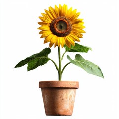 Obraz premium Bright Sunflower in Clay Pot with Green Leaves Showcasing Natural Beauty and Vibrant Colors for Decorative Purposes