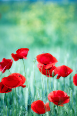 Obraz premium Red poppies flower springtime nature background