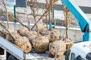 Fototapete bei efototapeten.de bestellen   