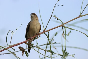 Indian silverbill sitting on the branch. Selective focus.