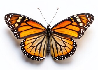 Macro Monarch Butterfly Top View, Isolated White Background, Tilt-Shift Photography