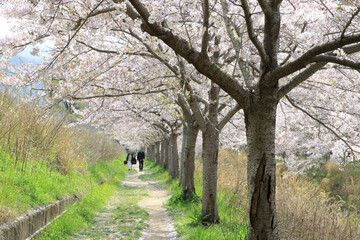 満開の桜並木