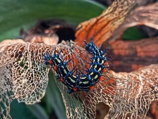 caterpillar on leaves