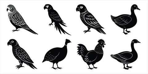 Bird silhouette collection. Domestic bird set vector illustration
