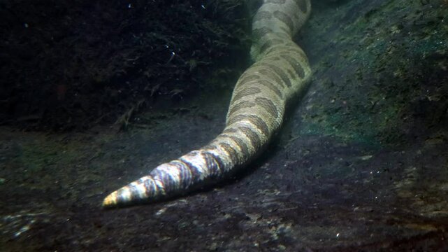 The green anaconda (Eunectes murinus), also known as giant anaconda swim under water