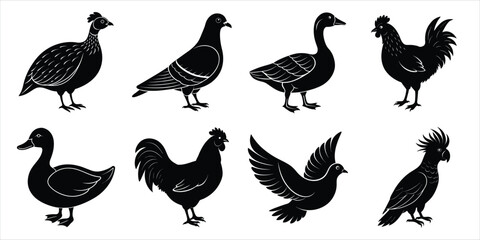 Obraz premium Bird silhouette collection. Domestic bird set vector illustration