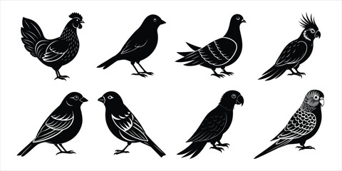 Bird silhouette collection. Domestic bird set vector illustration