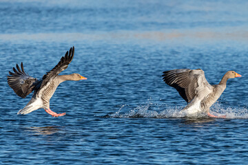 The common goose anser is a species of anseriform bird in the Anatidae family native to Eurasia and North Africa common in aiguamolls emporda girona spain