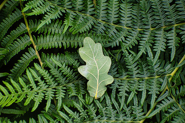 fern leaves