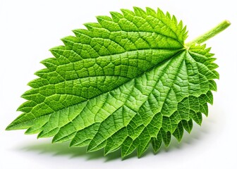 Fototapeta premium Macro Photo of Fresh Nettle Leaf: Verdant, Prickly, Medicinal Herb