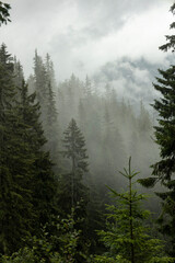 Fog in the Carpathian mountains