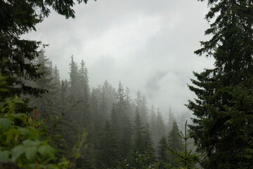 Fog in the Carpathian mountains