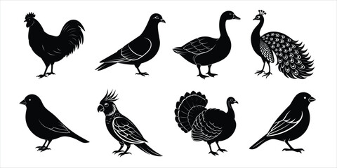 Bird silhouette collection. Domestic bird set vector illustration