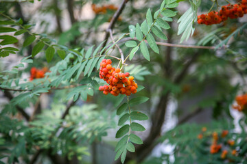 A tree with red rowanberry on it. The berries are small and round. The tree is green and has leaves