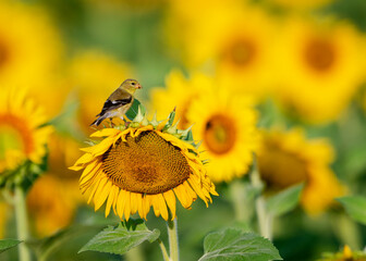 Finch on a Sunflower