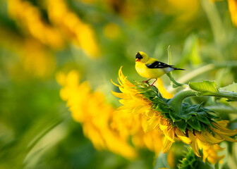 Finch on a sunflower