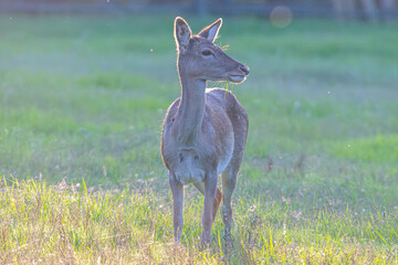 Common or European fallow deer (Dama dama) in Aiguamolls Emporda Girona Spain
