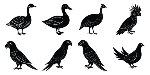 Bird silhouette collection. Domestic bird set vector illustration
