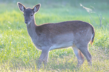 Common or European fallow deer (Dama dama) in Aiguamolls Emporda Girona Spain