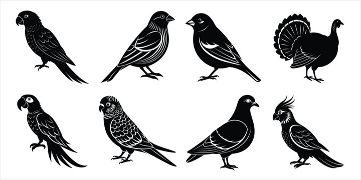 Bird silhouette collection. Domestic bird set vector illustration