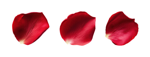 Fototapeta premium Elegant red rose petals isolated on black background