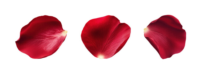 Fototapeta premium Elegant red rose petals on a black background