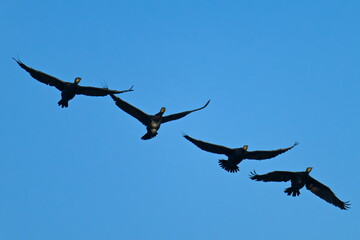 Kormorane im Flug an der Ostsee im Herbst	