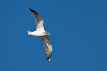 	
Sturmmöwe (Larus canus) im Herbst an der Ostsee