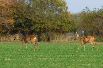Rehe im Herbst an der Ostsee
