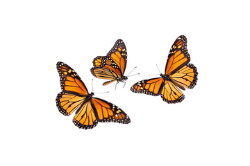 Fototapeta premium Three monarch butterflies forming a triangle, their delicate wings fluttering, each exhibiting the striking black, orange, and white pattern. Isolated on a transparent background