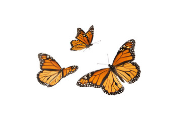 Three vibrant monarch butterflies with bright orange and black wings. Isolated on a transparent background, displaying elegance and grace