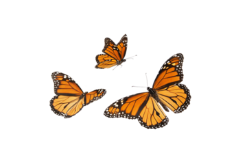 Three vibrant monarch butterflies with bright orange and black wings. Isolated on a transparent background, displaying elegance and grace