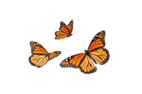 Three vibrant monarch butterflies with bright orange and black wings. Isolated on a transparent background, displaying elegance and grace
