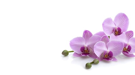 Obraz premium Lavender orchid with delicate fine petals gracefully displayed on a pristine white canvas, radiating elegance and natural beauty.