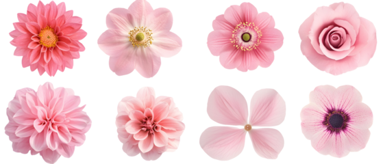 A collection of pink flowers with varied shapes and intricate petal designs. Isolated on White Background, clipping path  - 