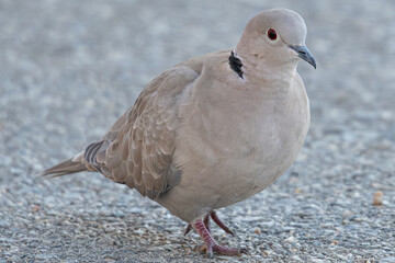 The Eurasian collared dove (Streptopelia decaocto) is a dove species native to Europe and Asia common in aiguamolls emporda girona spain