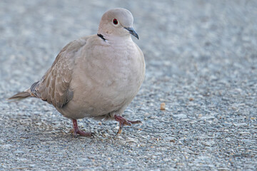 The Eurasian collared dove (Streptopelia decaocto) is a dove species native to Europe and Asia common in aiguamolls emporda girona spain