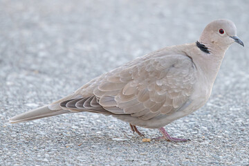 The Eurasian collared dove (Streptopelia decaocto) is a dove species native to Europe and Asia common in aiguamolls emporda girona spain