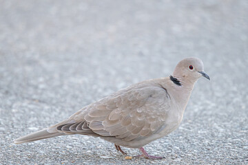 The Eurasian collared dove (Streptopelia decaocto) is a dove species native to Europe and Asia common in aiguamolls emporda girona spain