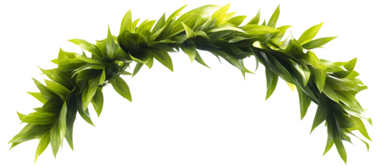 A dynamic arc of green leaves and tender stems, showcasing natural movement and vitality. Isolated on White Background, clipping path  - 