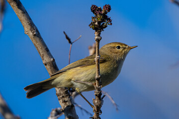 The common chiffchaff (Phylloscopus collybita) is a species of passerine bird in the family Phylloscopidae, typical in aiguamolls emporda girona catalonia spain