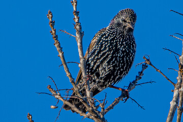 Vocal Mimicry Exceptional ability to imitate sounds, including bird calls, human speech, and mechanical noises