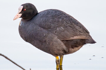 Fulica atra is a eurasian coot very common in the mediterranean aiguamolls emporda girona catalonia...
