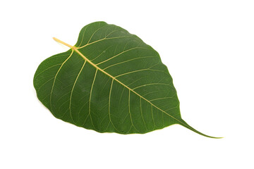 Bodhi leaf