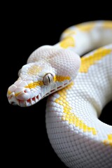 Fototapeta premium Albino Snake on Black Background: A close-up of an albino Burmese python coiled elegantly on a glossy black surface. Reptile. Wildlife. Snakes.