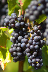 red wine grapes, close up