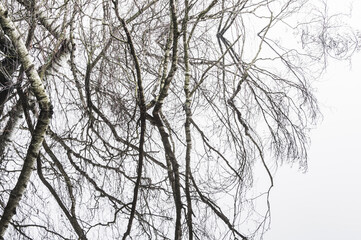 Reflections of bare trees in flooded area of Sweden showcasing serene winter landscape