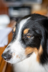 close up of a dog judging his owner