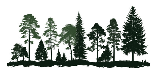 Isolated trees in forest silhouette, evergreen coniferous forest with Christmas tree, cedar, fir trees, Scotch fir, pines, free-standing, vector illustration. © aura studio