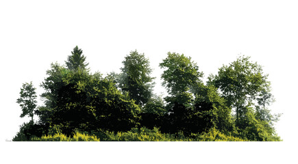 Vector illustration of Green Trees with foliage, summer forest, transparent background, cut path, alpha channel for web pages, printing, nature background design